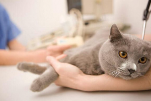 Dlaczego są urolitowa w kotach, jak leczyć chorobę? Dlaczego są urolitowa w kotach, jak leczyć chorobę?